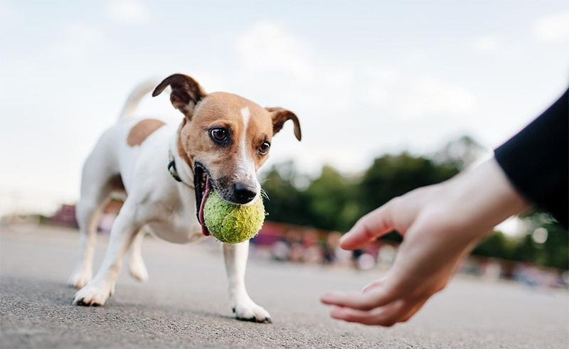 《养宠指南：猫狗幸福生活秘籍》