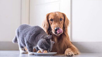 《宠物食品：种类丰富，营养多元》