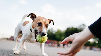 《养宠指南：猫狗幸福生活秘籍》